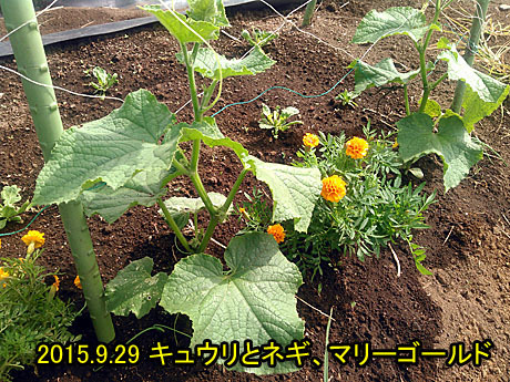 キュウリとネギでコンパニオンプランツ 安心野菜 熊本ベース